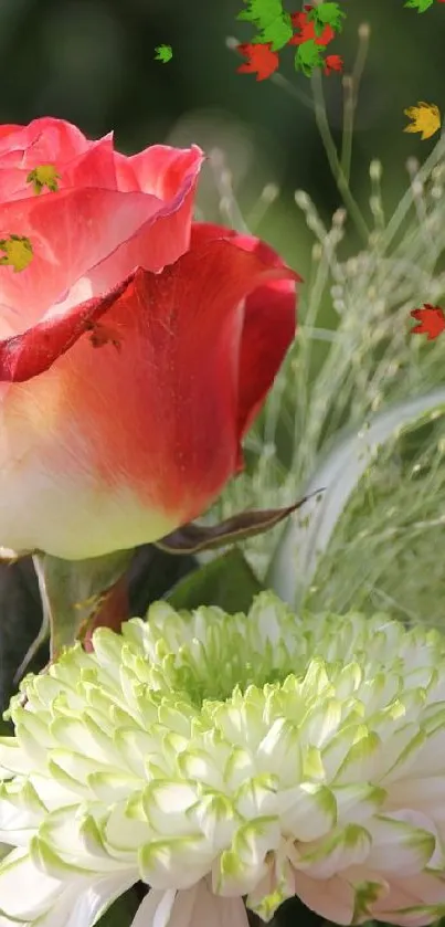 Red rose and white flower wallpaper.