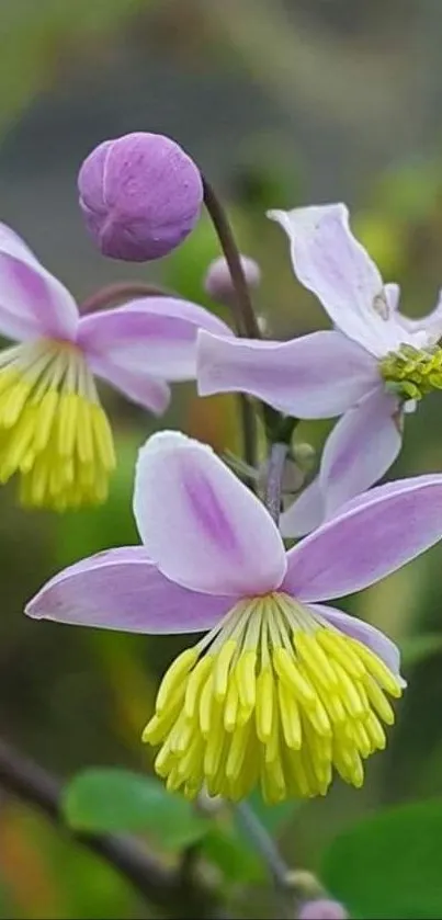 Pink and yellow flowers on a natural blurred background.