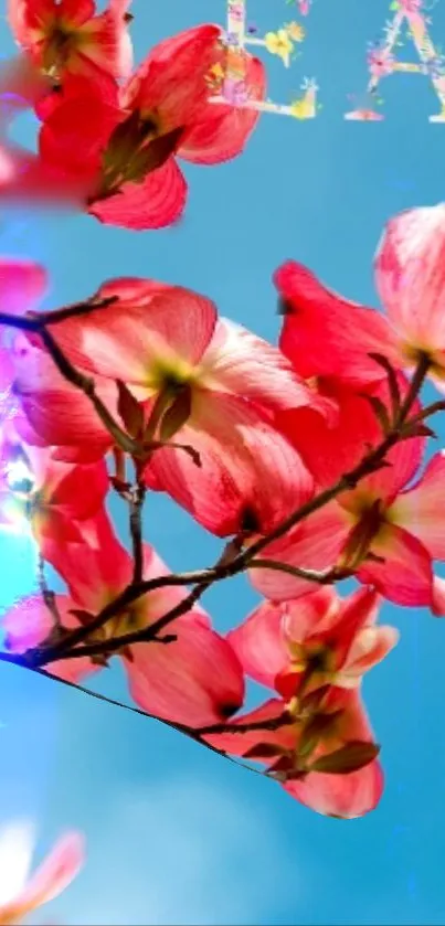 Vibrant red flowers against a clear blue sky wallpaper.