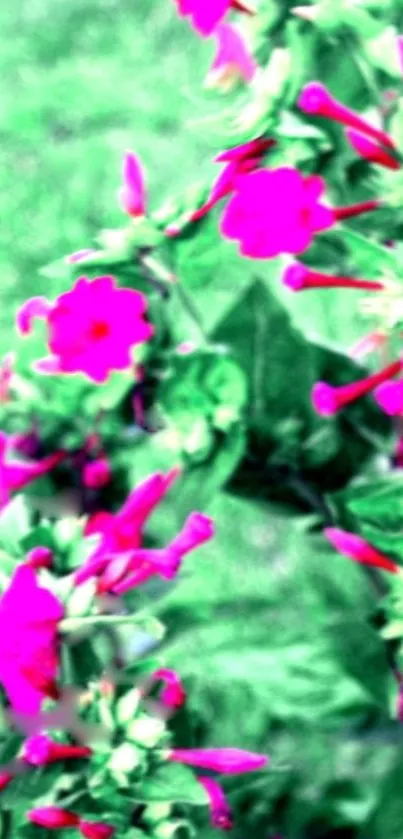 Vibrant magenta flowers on green leafy background wallpaper.