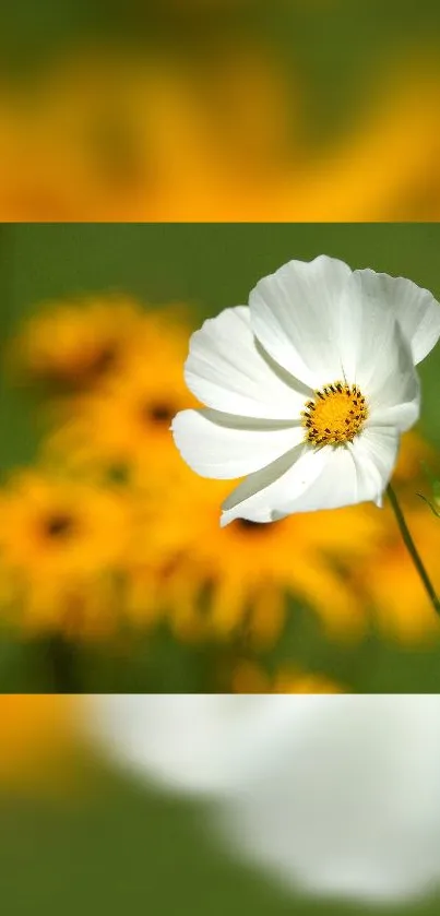 White flower and yellow blooms with green backdrop mobile wallpaper.