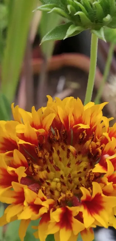 Vibrant yellow-red flower mobile wallpaper with intricate details.