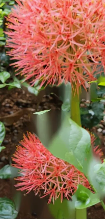 Vibrant flower and lush green leaves wallpaper.