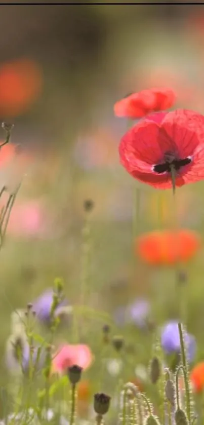 Vibrant red poppies in a floral mobile wallpaper with a soft, colorful background.