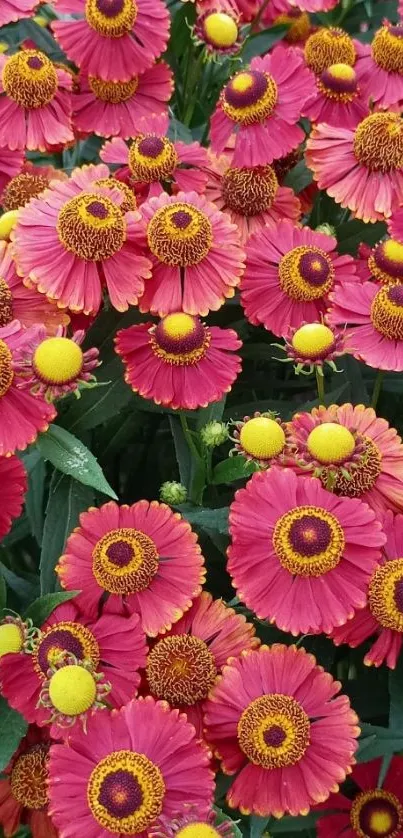 Vibrant pink and yellow flowers wallpaper.