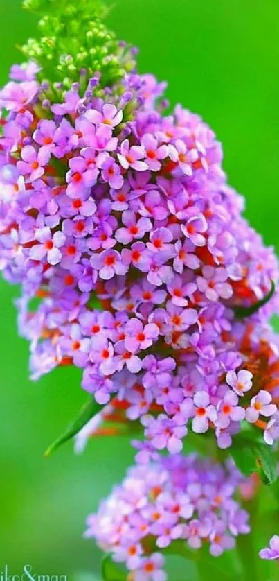 Floral wallpaper featuring lush pink and purple blossoms against a green background.