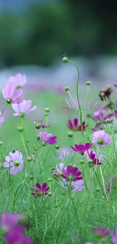 Vibrant pink and purple flowers in a green field.