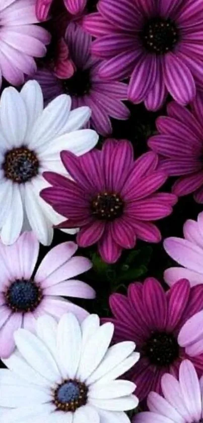 Mobile wallpaper featuring vibrant purple and white daisies in full bloom.