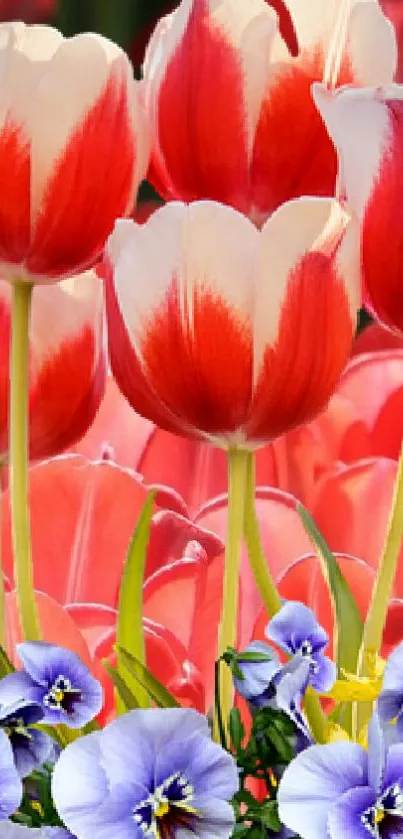 Red and white tulips with vibrant floral backdrop.