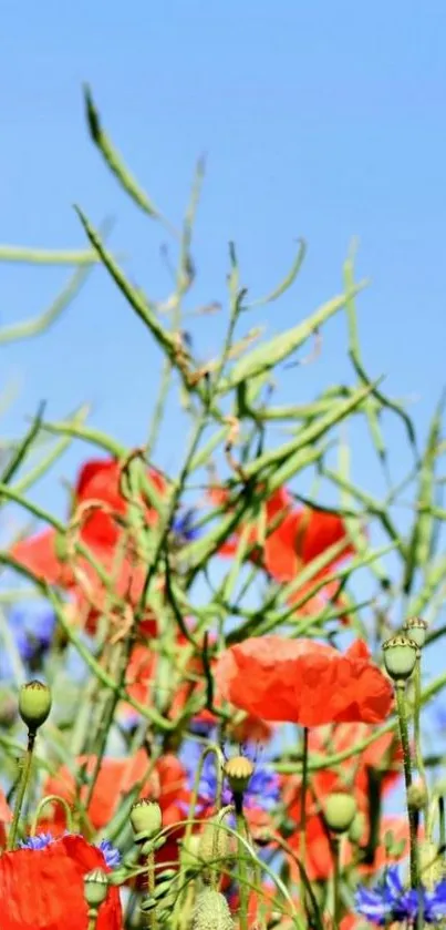 Vibrant floral wallpaper with red poppies and blue sky.