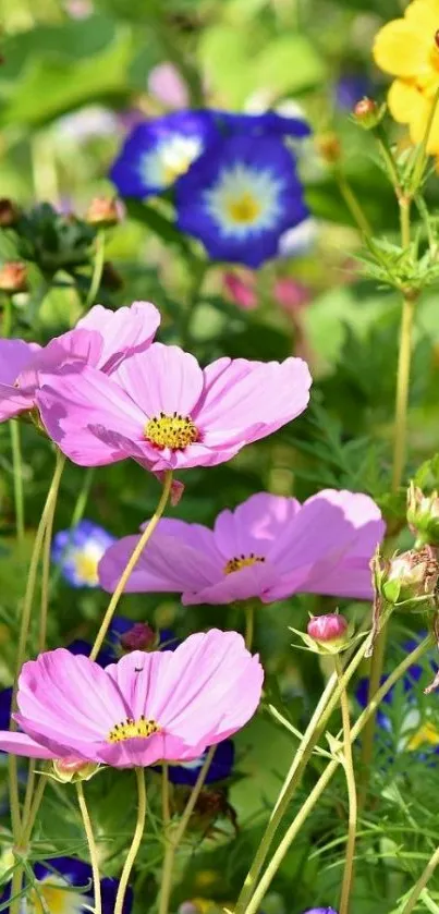 Vibrant meadow flowers in full bloom mobile wallpaper.