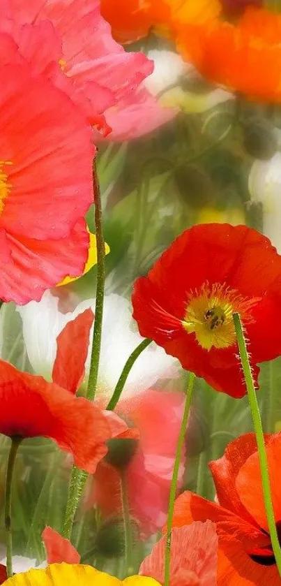 Vibrant red and orange poppy flowers in full bloom.