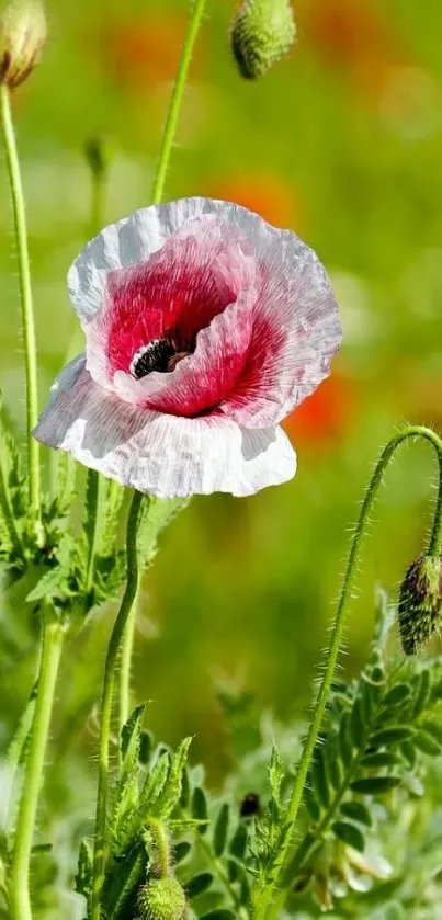 Close-up of a poppy flower with green background.