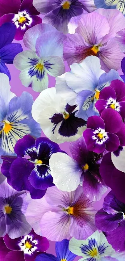 Colorful pansy flower wallpaper with shades of purple and white.