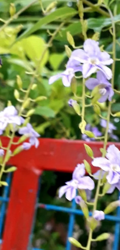 Purple flowers on leafy background with red and blue fence.