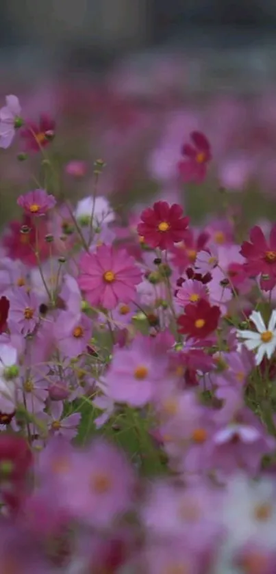 Vibrant pink and white cosmos flowers in a field.