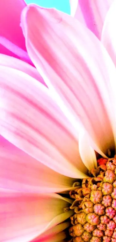 Close-up of a vibrant pink flower with bright petals.