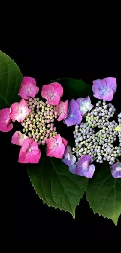 Vibrant floral wallpaper with pink and purple flowers on a dark background.