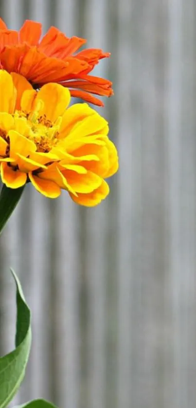 Orange and yellow flowers on rustic wooden background.