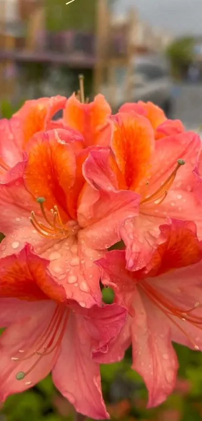 Pink azalea flowers with dew drops in garden setting.