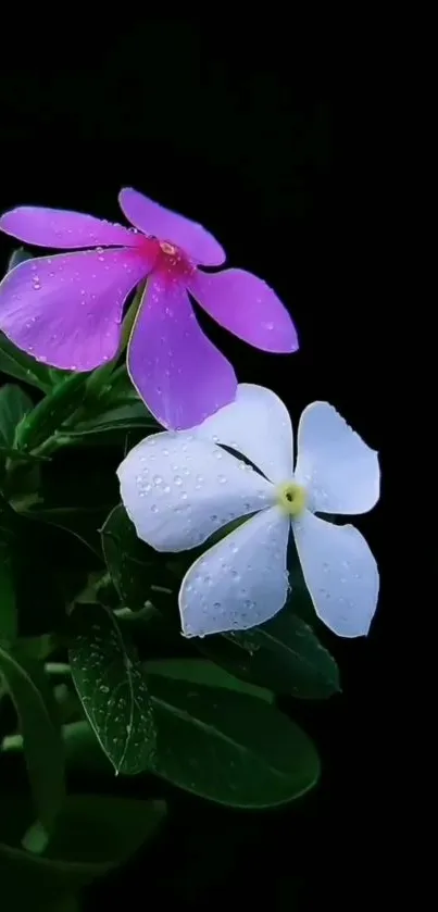 Pink and white flowers on a black background.