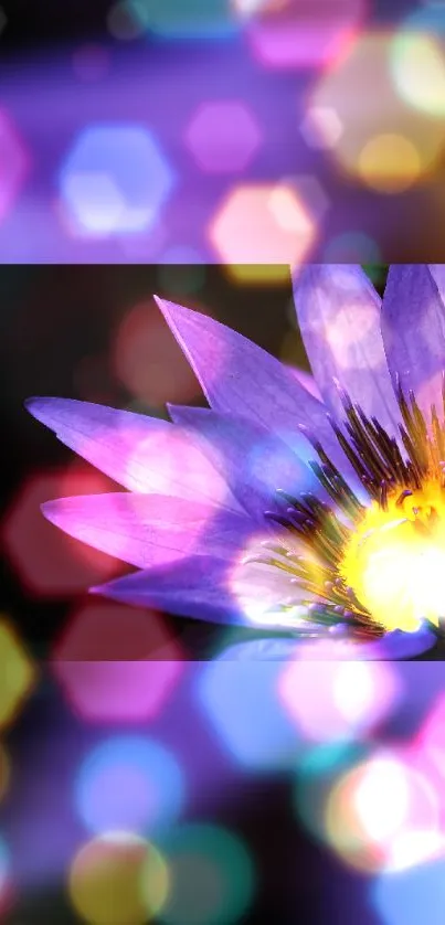 Purple flower with colorful bokeh lights.