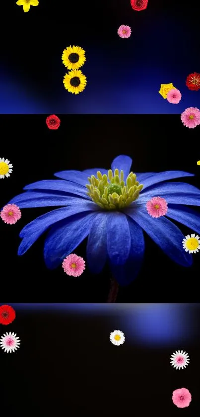 Blue flower with colorful floating petals on dark background.