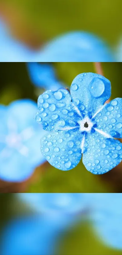 Dewy blue flower on lush green background wallpaper.