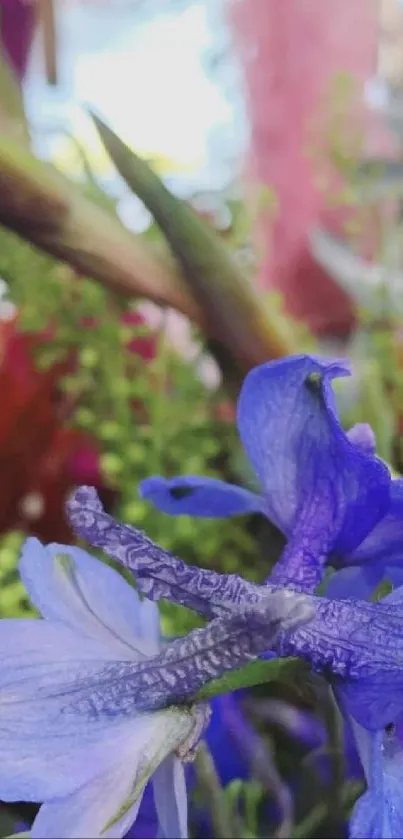 Close-up of vibrant blue flowers with green and red accents in nature.