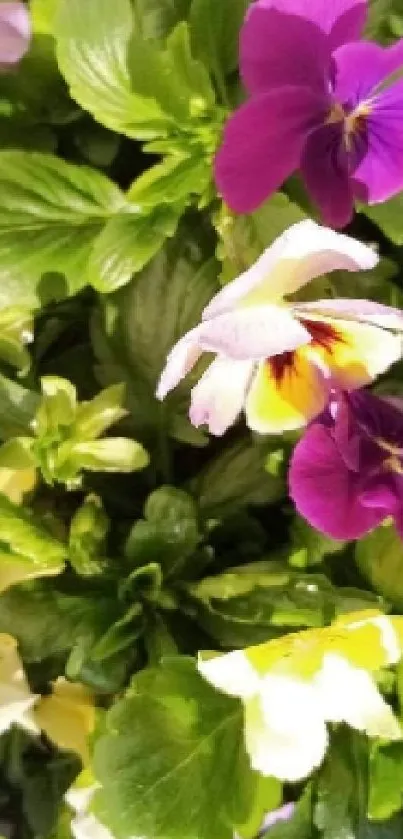 Green foliage with purple and white flowers wallpaper.
