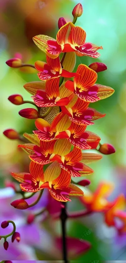 Vibrant orange floral mobile wallpaper with orchids.