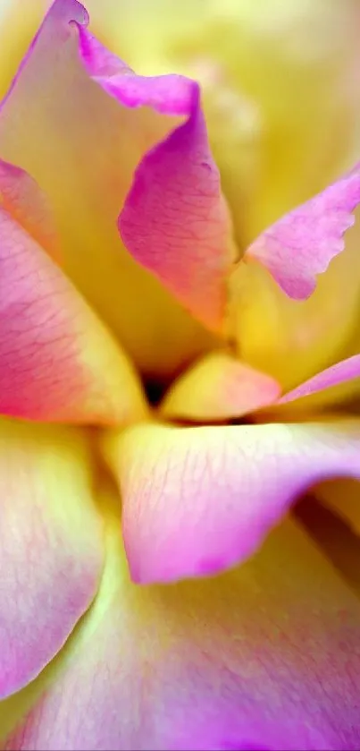 Close-up of vibrant pink and yellow flower petals in a stunning mobile wallpaper.