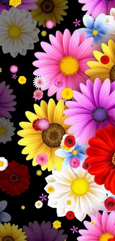 Vibrant floral wallpaper with colorful daisies on a black background.