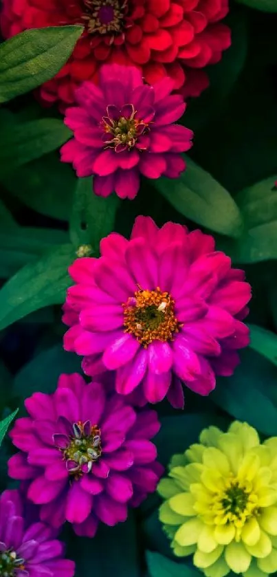 Vibrant pink and yellow zinnia flowers with green leaves.