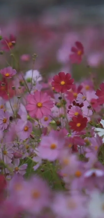 Vibrant field of pink and red flowers in a serene natural setting.