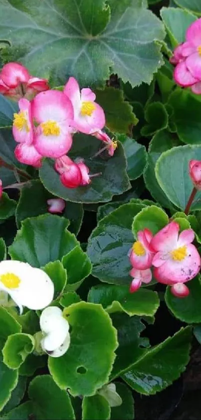 Lush green leaves with vibrant pink flowers background.