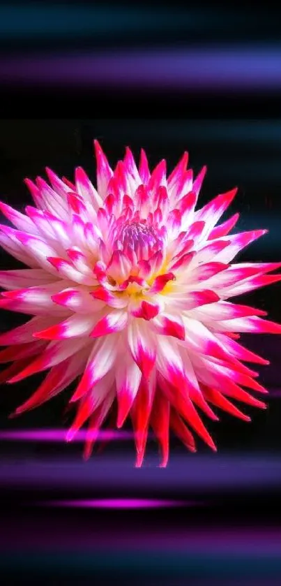 Vibrant pink and white flower on dark background