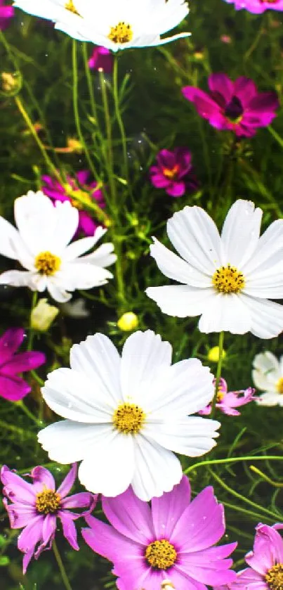 Vibrant mobile wallpaper of pink and white cosmos flowers.