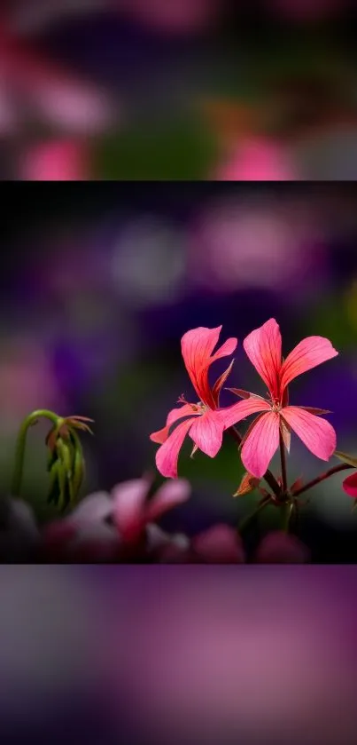 Pink flowers against a blurred backdrop, creating a serene, vibrant mobile wallpaper.