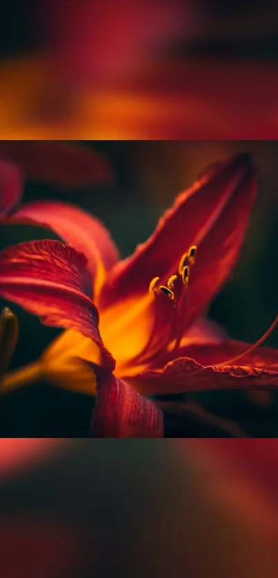 Close-up of a vibrant dark red flower with detailed petals and a blurred background.