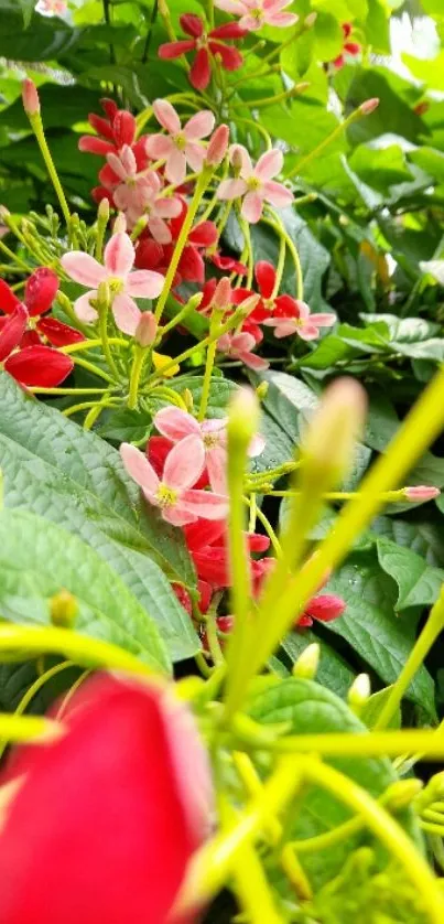 Close-up of vibrant red and pink flowers with lush green leaves in background.