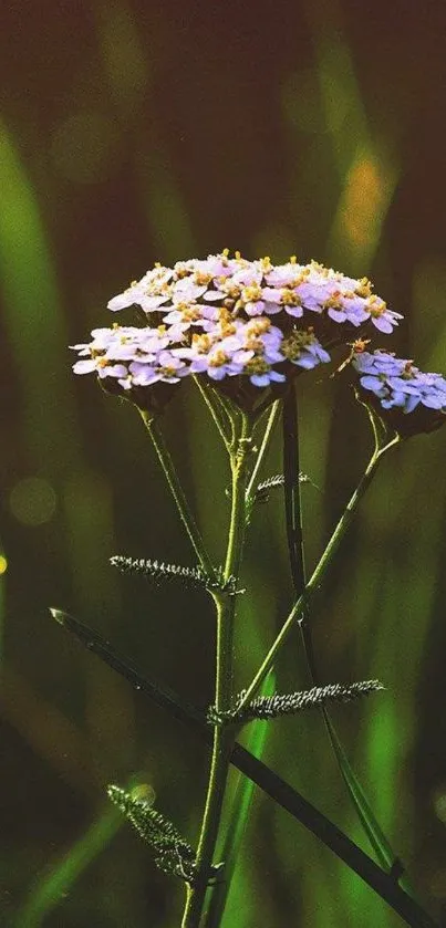 Elegant purple flowers on green blurred background.