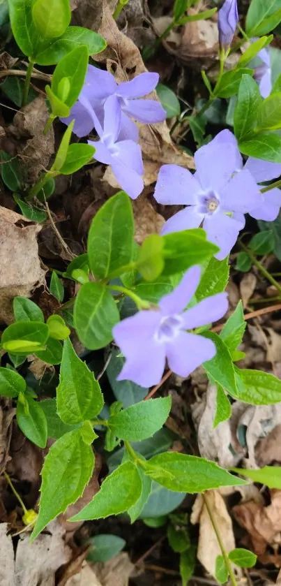 Purple periwinkle flowers with green leaves and earthy background.