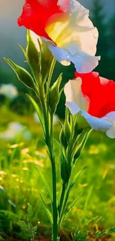 Blooming red and white flowers in sunlit greenery with dew droplets.