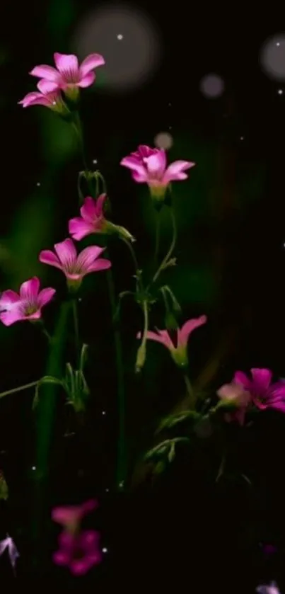 Dark background with pink flowers glowing in a night scene.