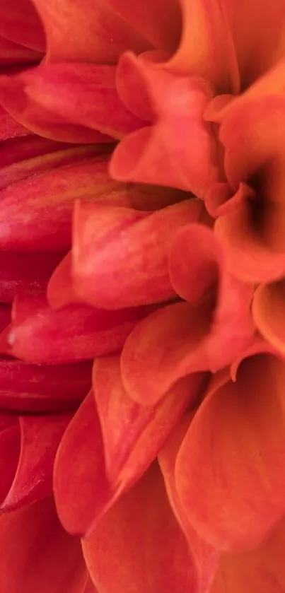 Close-up of vibrant orange chrysanthemum petals, perfect for nature-themed wallpapers.