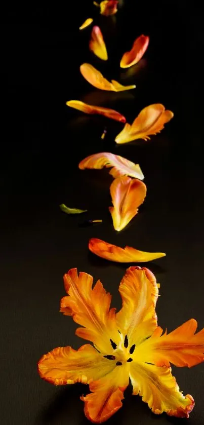 Orange floral petals on a dark background, creating an elegant and vibrant wallpaper.