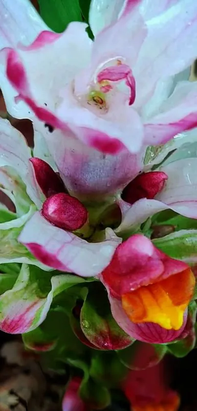 Close-up of vibrant pink exotic flower with detailed petals.