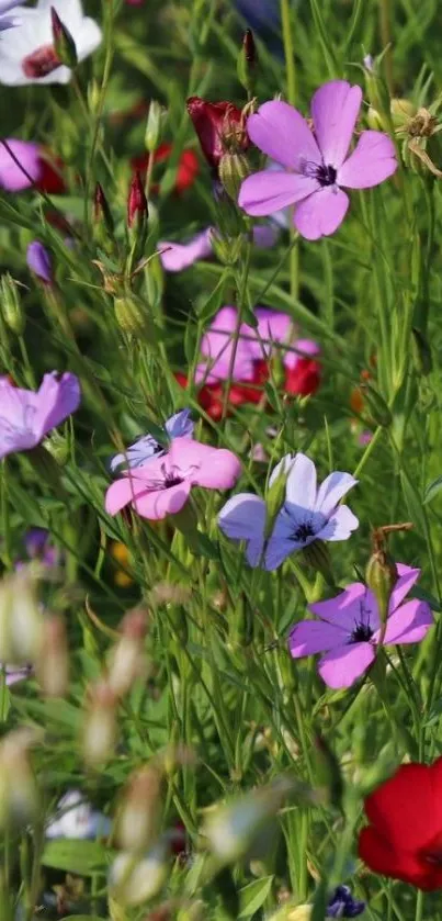 Vibrant wildflowers with green foliage phone wallpaper.