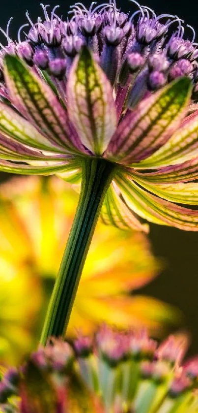 Close-up of a colorful flower with detailed petals in vibrant hues.